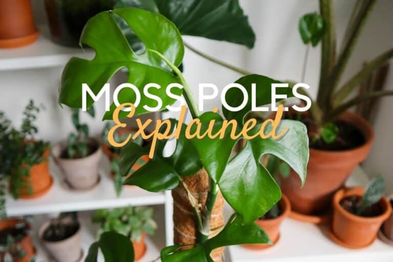 moss pole
