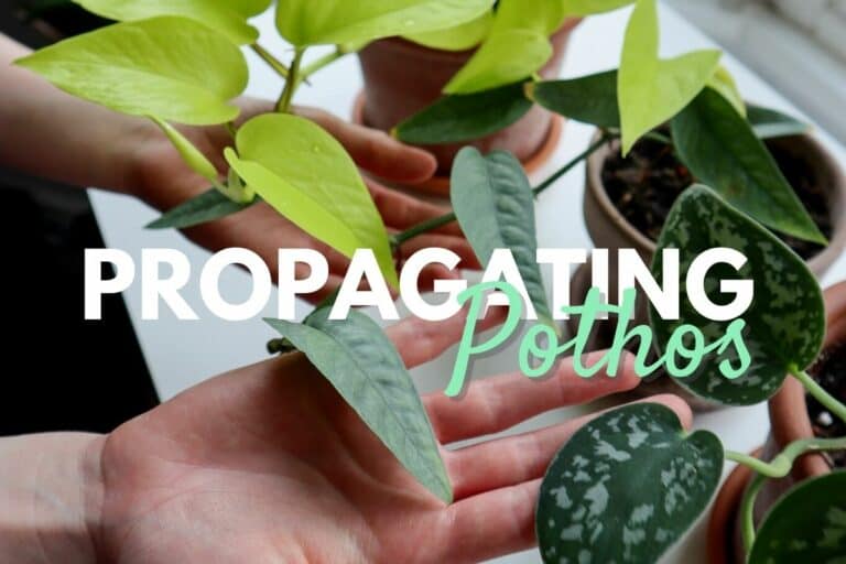 How to Propagate Pothos