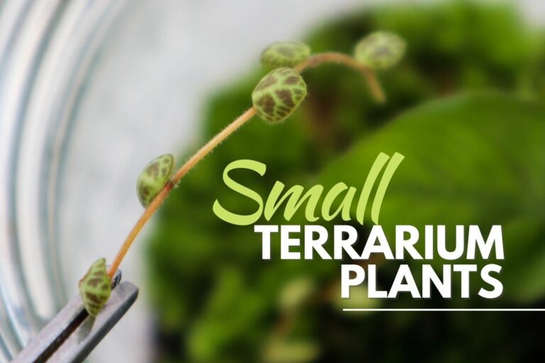 Image of a small terrarium plant (the String of Turtles)