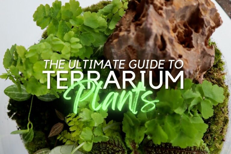 terrarium plants